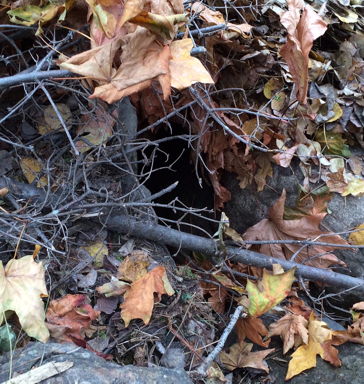 Outside view of the den