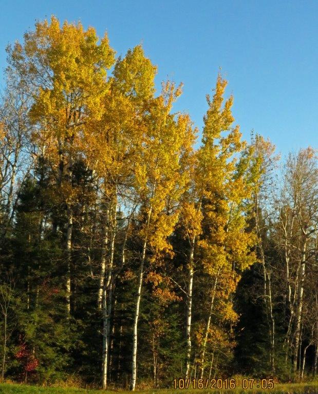 Quaking aspen