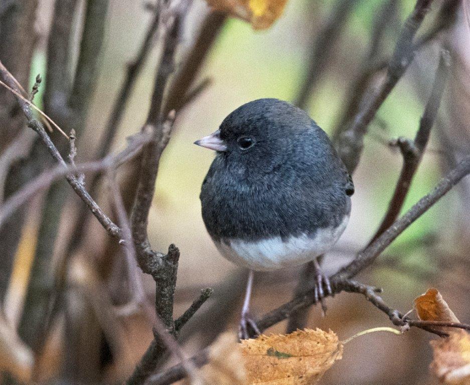 Dark-eyed junco