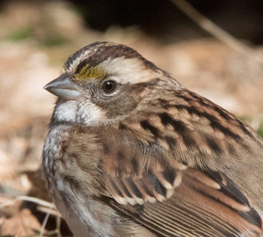 White-throated sparrow