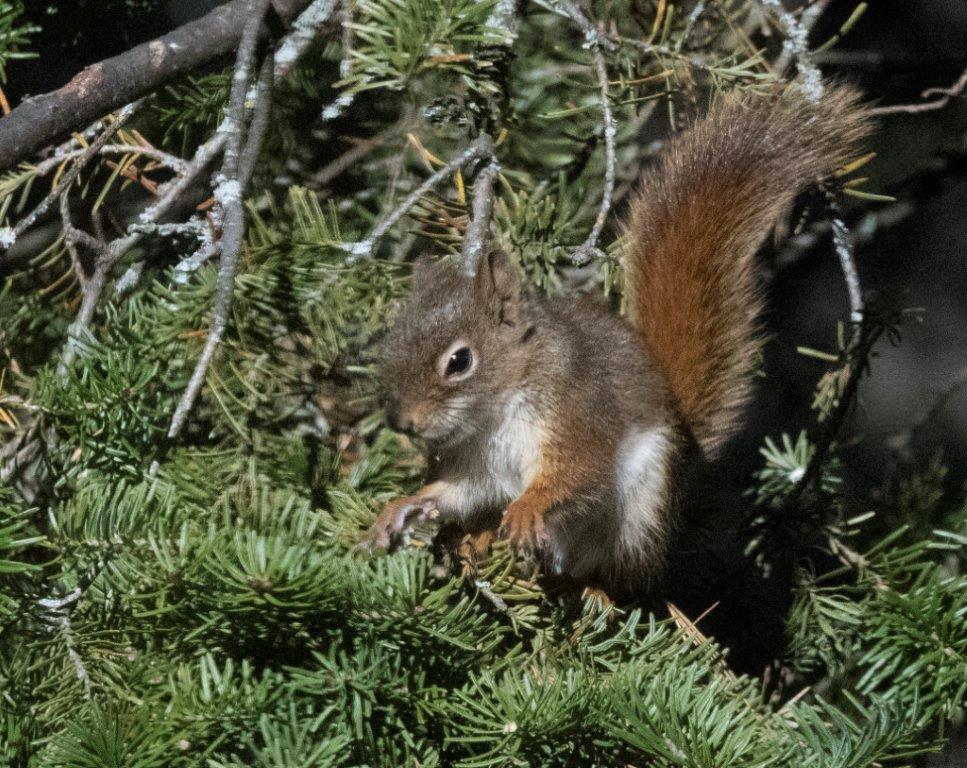 Red squirrel