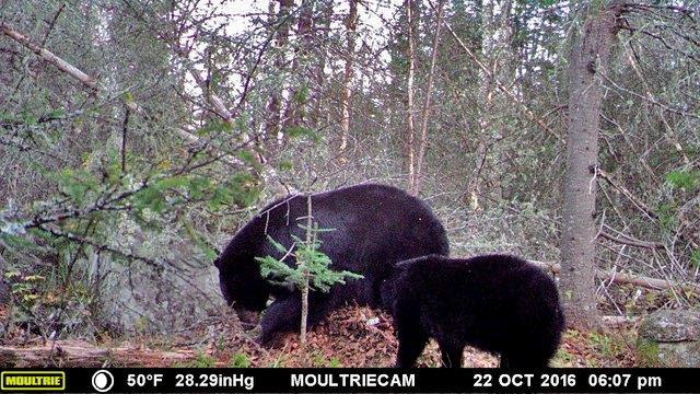 Jewel and a yearling