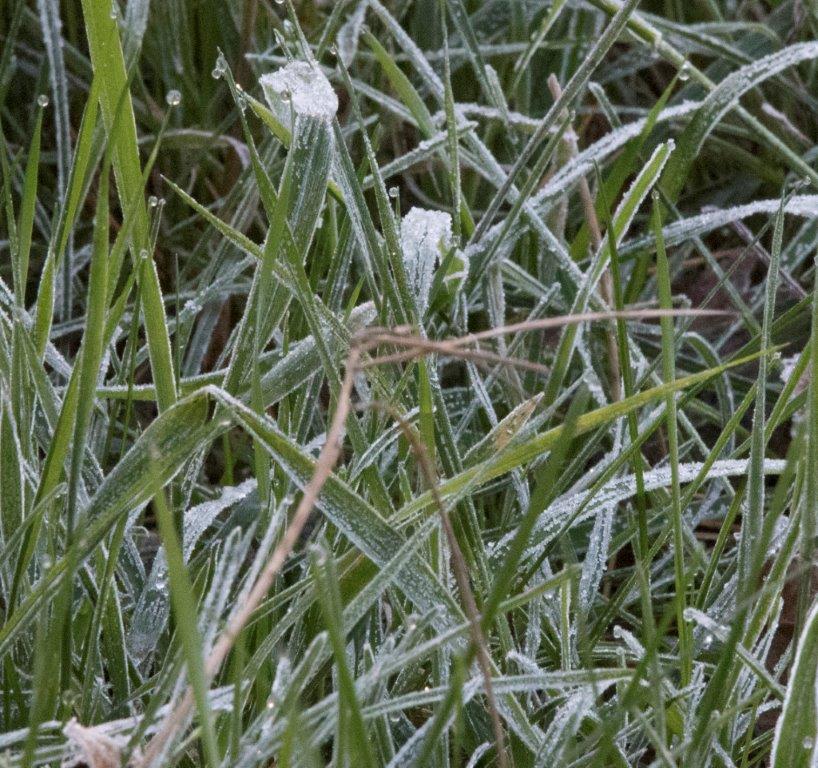Frost on the grass