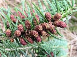 Balsam Fir Cones - Photo by Joseph O'Brien, USDA Forest Service