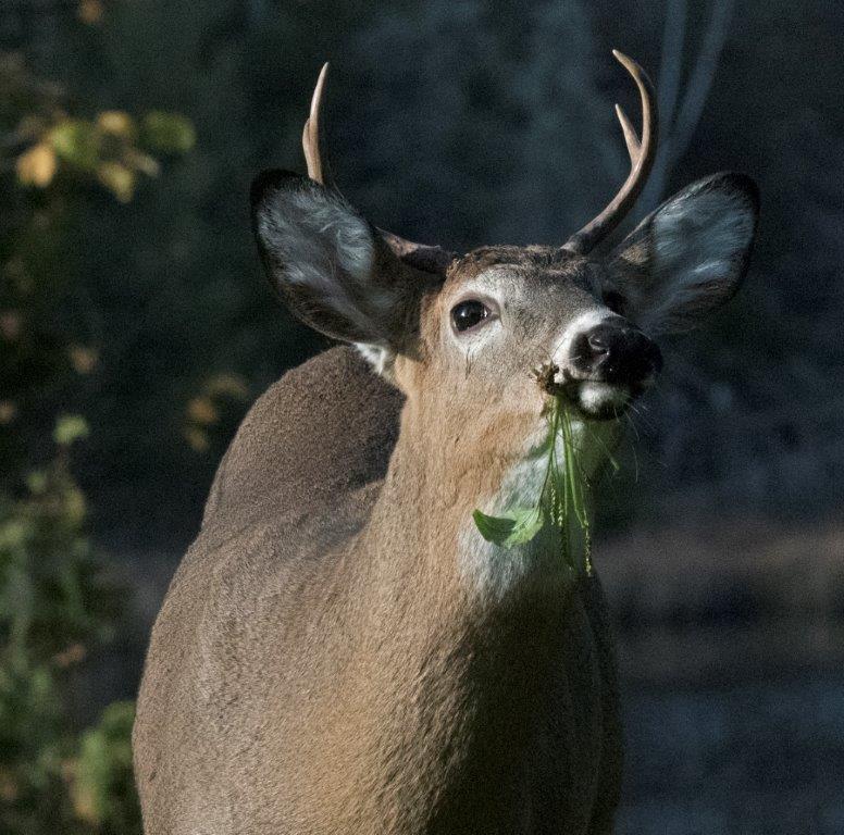 Fork horn yearling eating plantain