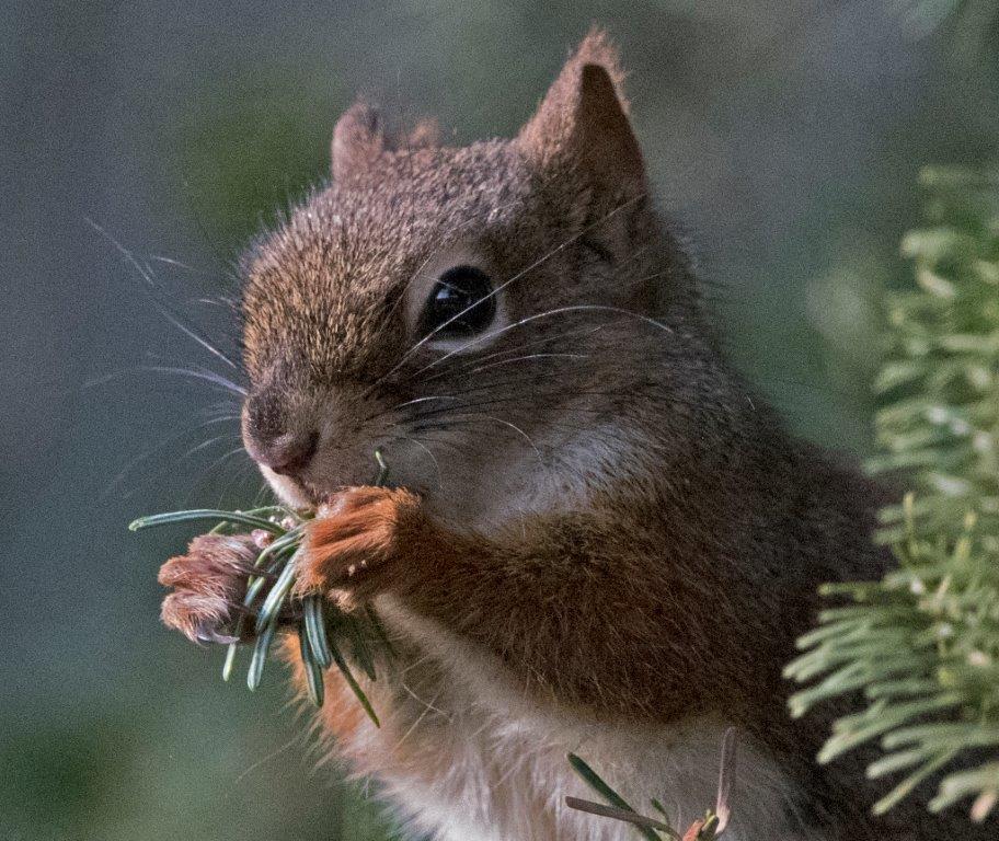 Red squirrel eating male cones