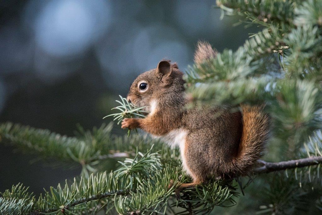 Red squirrel eating male cones