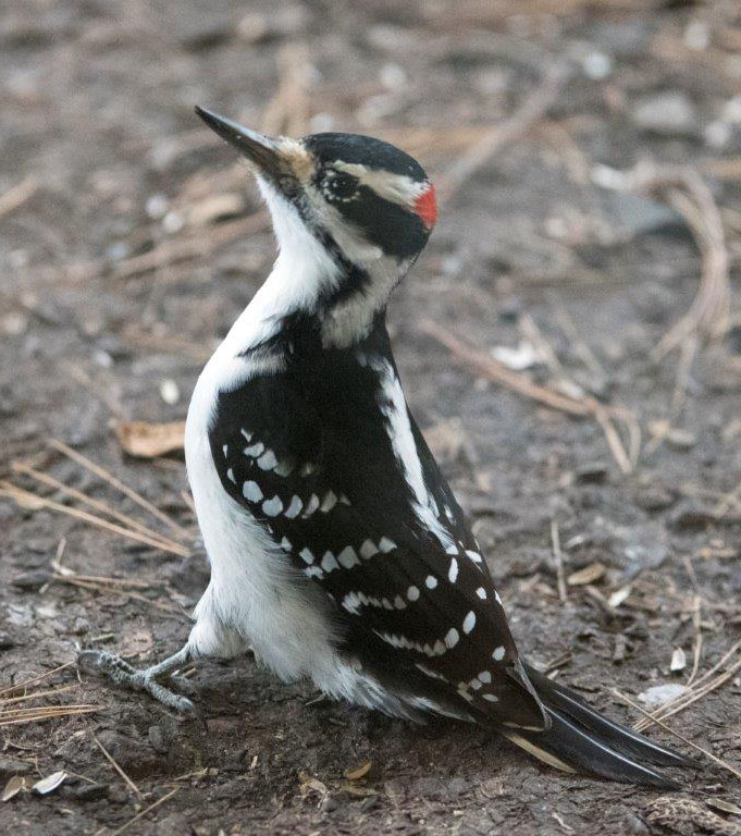 Hairy woodpecker