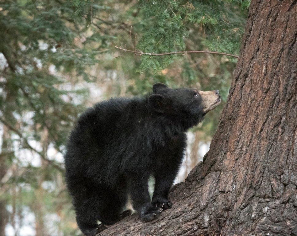 Quill looking up a tree