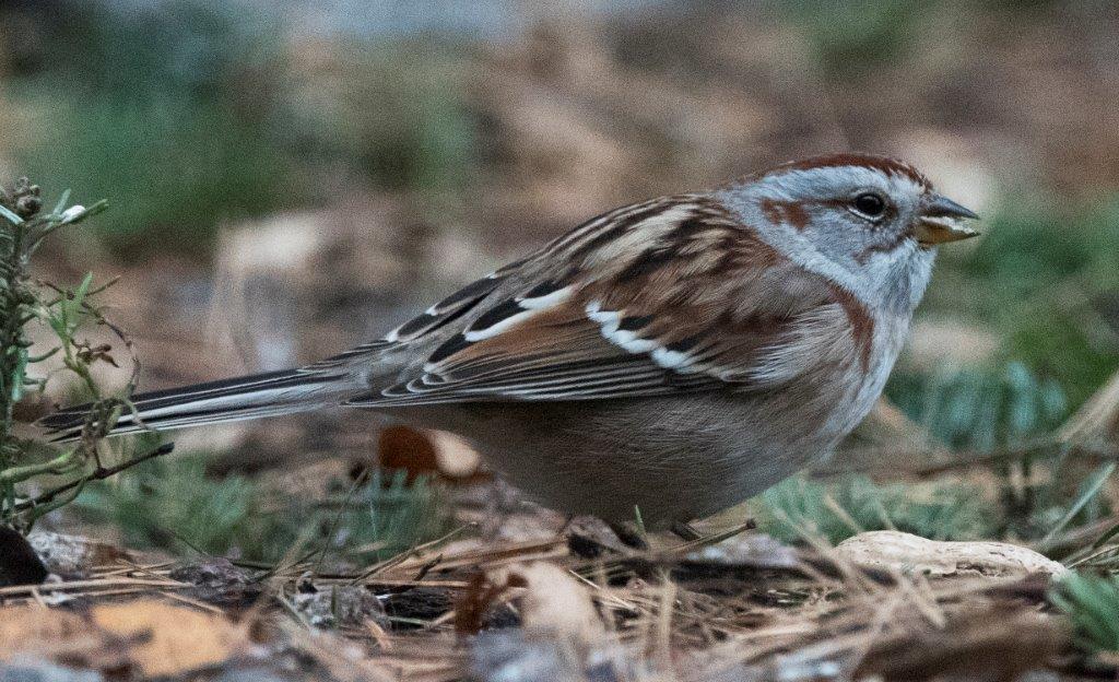 Tree sparrow