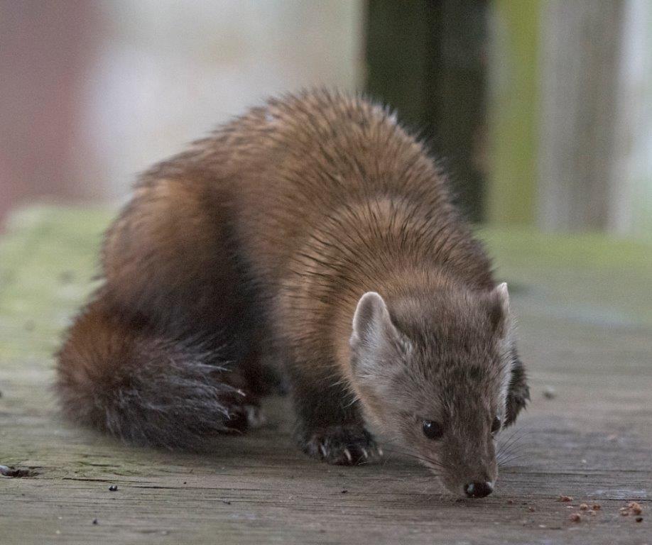 Pine marten female