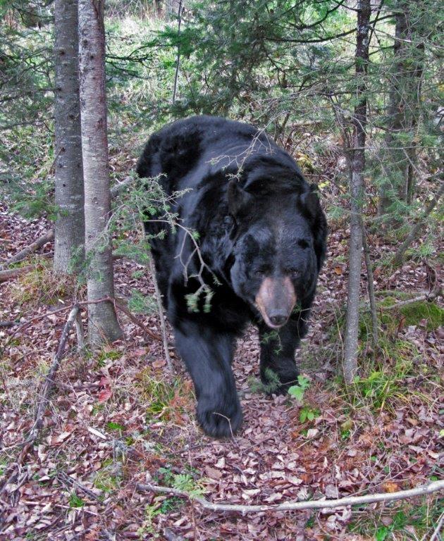 Ted - October 29, 2016