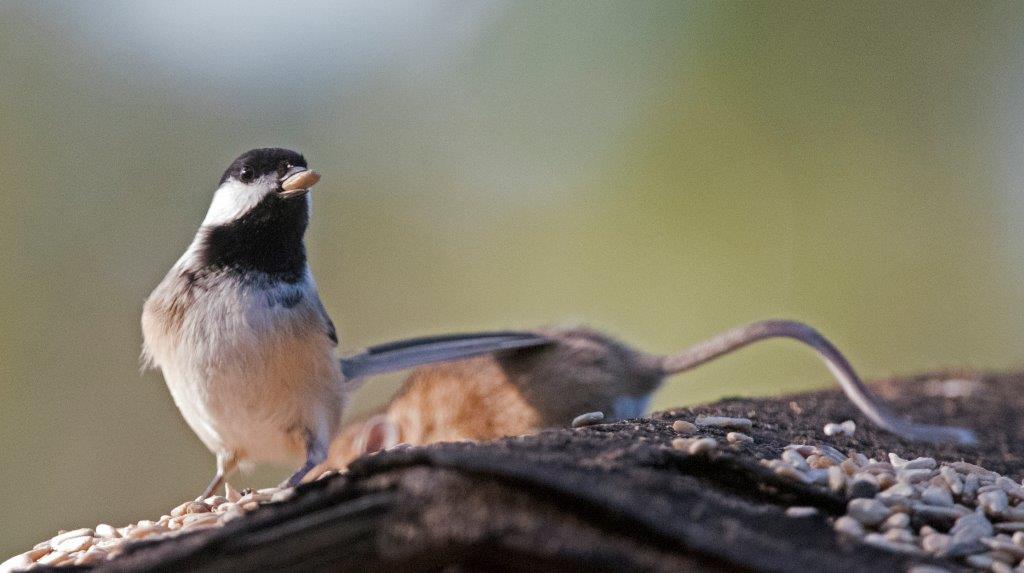 Chickadee not interested in dead mouse