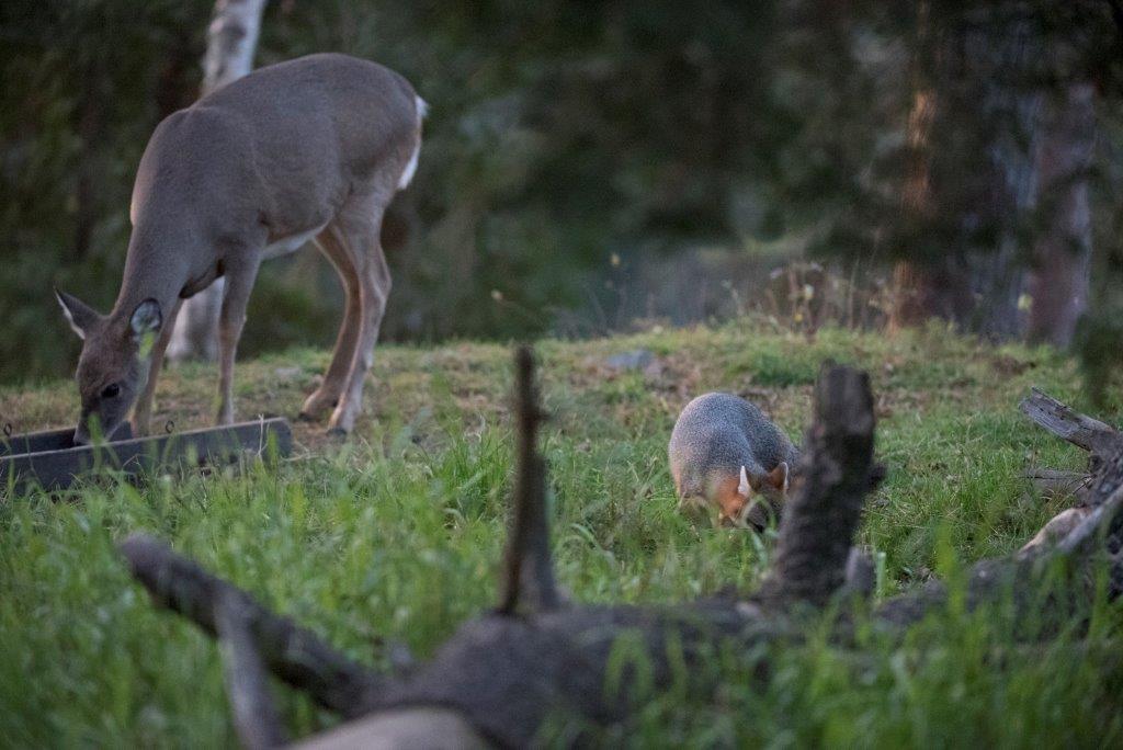 Gray fox near deer