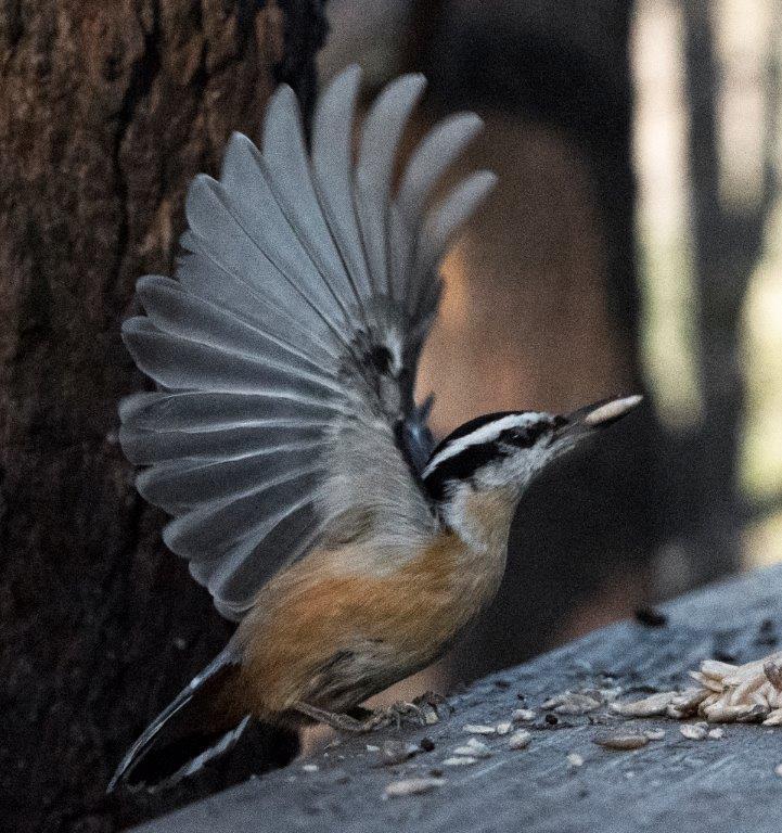 Red-breasted nuthatch male