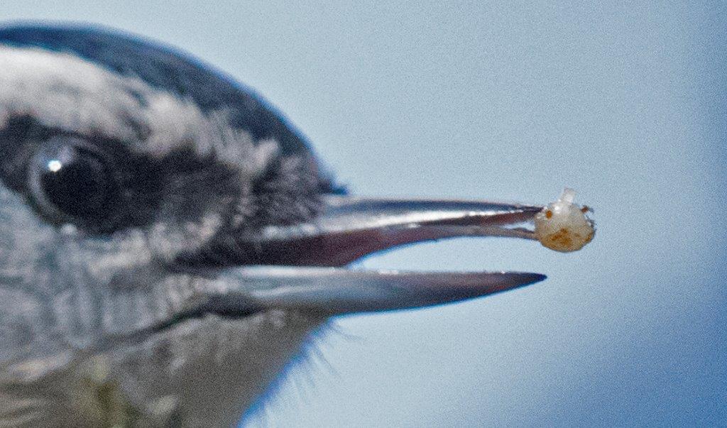 Red-breasted nuthatch with food on tongue