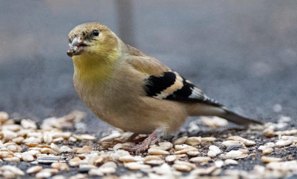 Goldfinch male