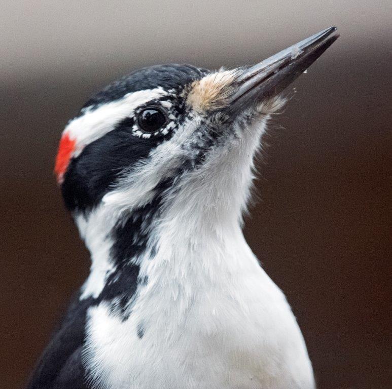 Hairy woodpecker