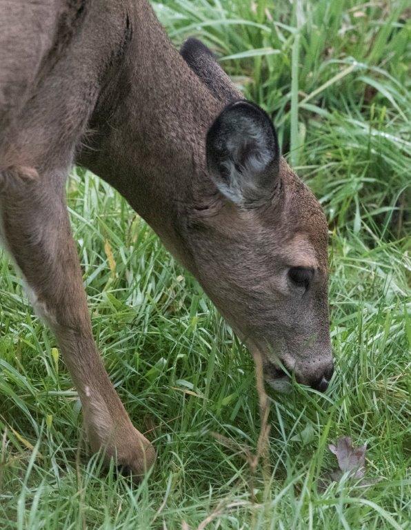 Doe fawn grazing