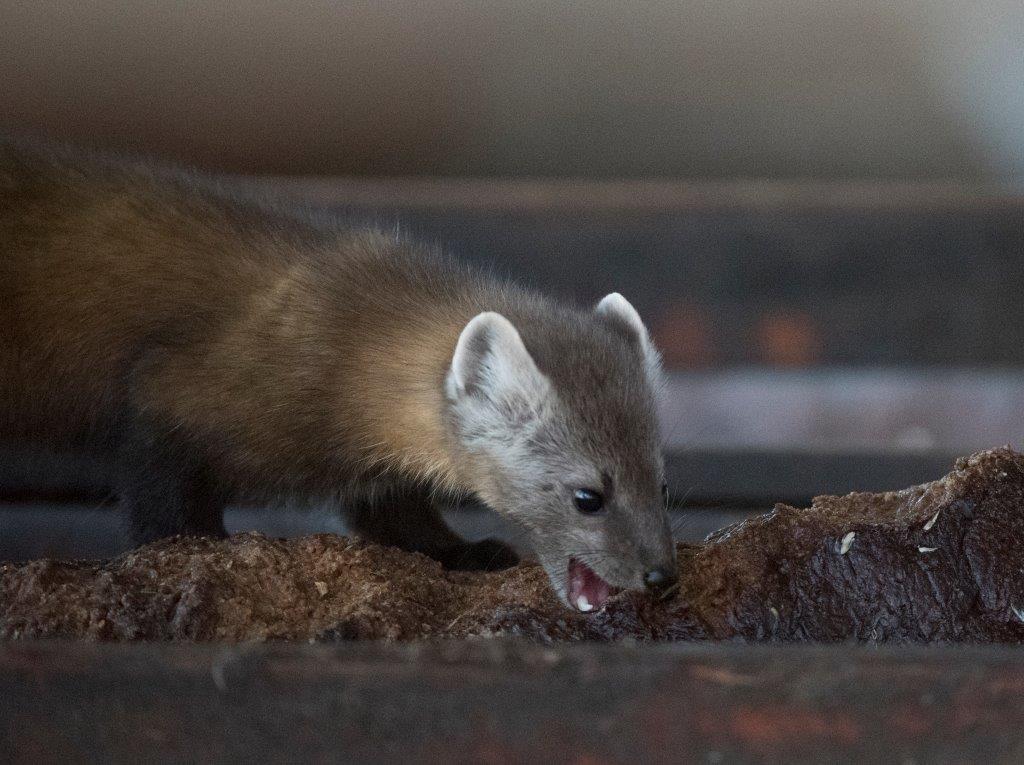 Female pine marten