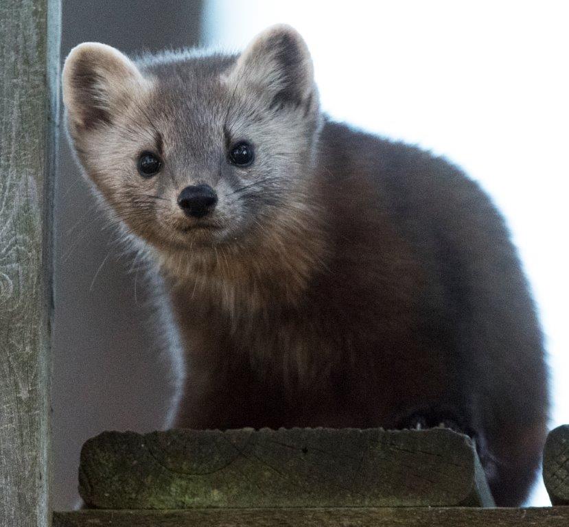 Pine marten female