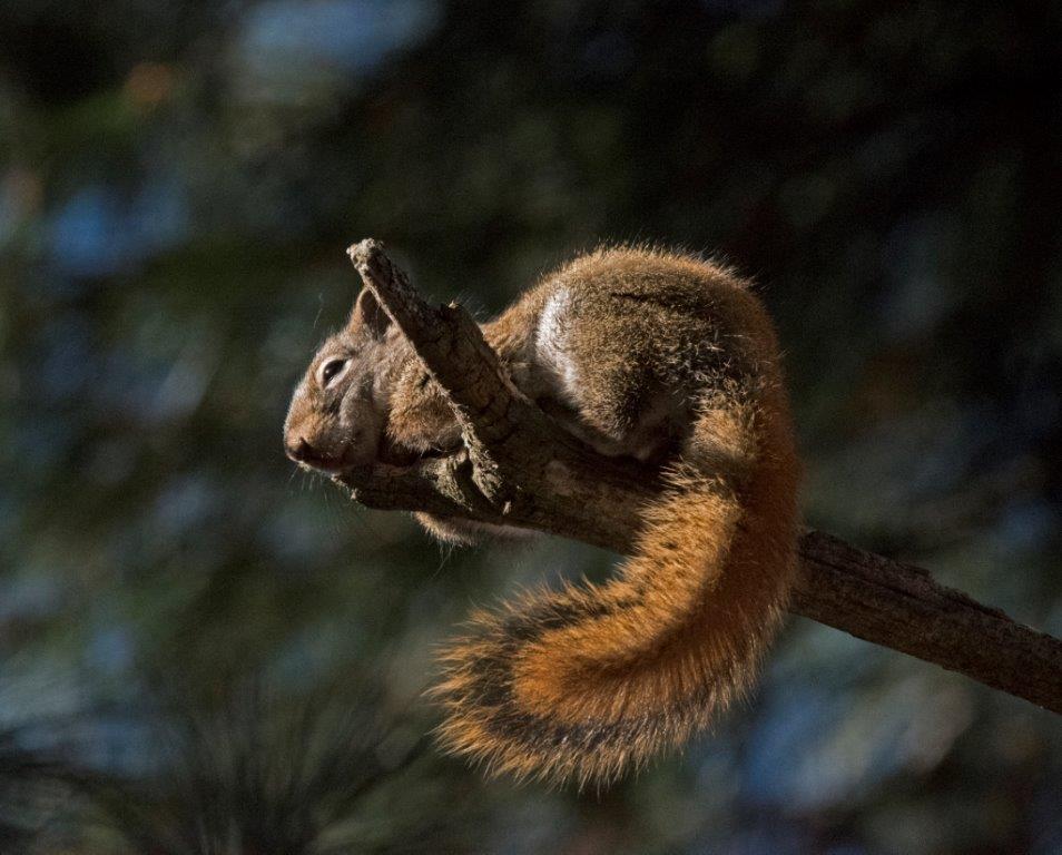 Red Squirrel