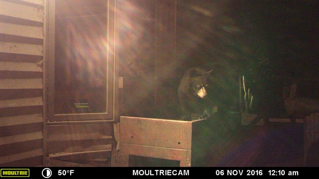 Quill 11:10 pm 11/5/16