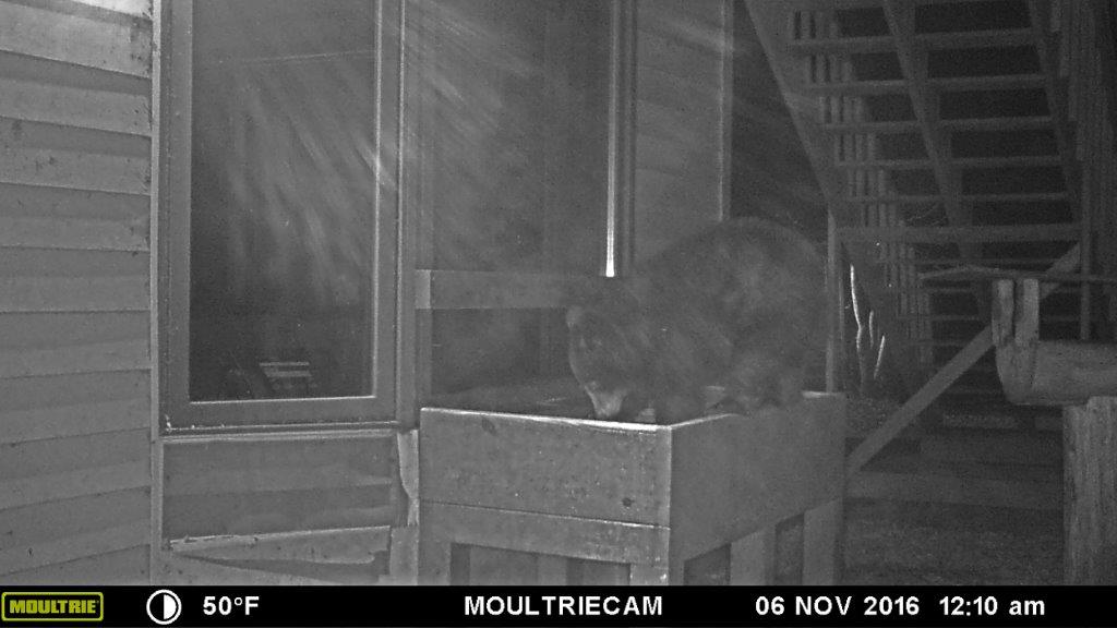 Quill 11:10 pm 11/5/16