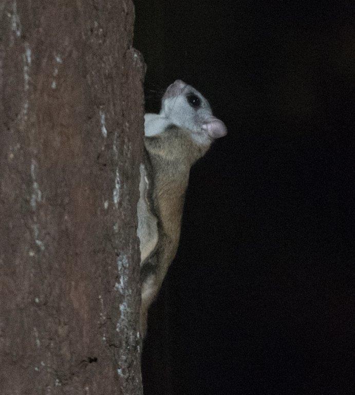Flying squirrel on Nov. 10, 2016