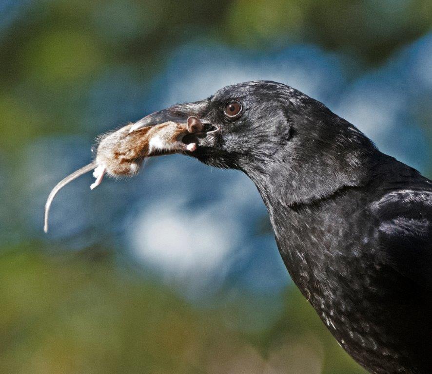 Crow with mouse