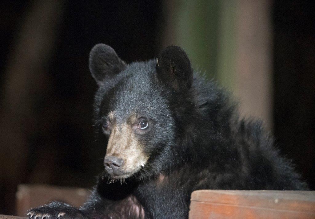 Quill with blue eyes