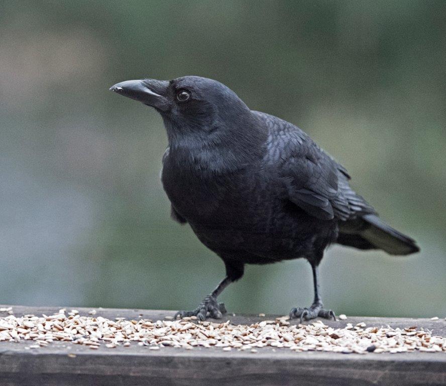 Crow