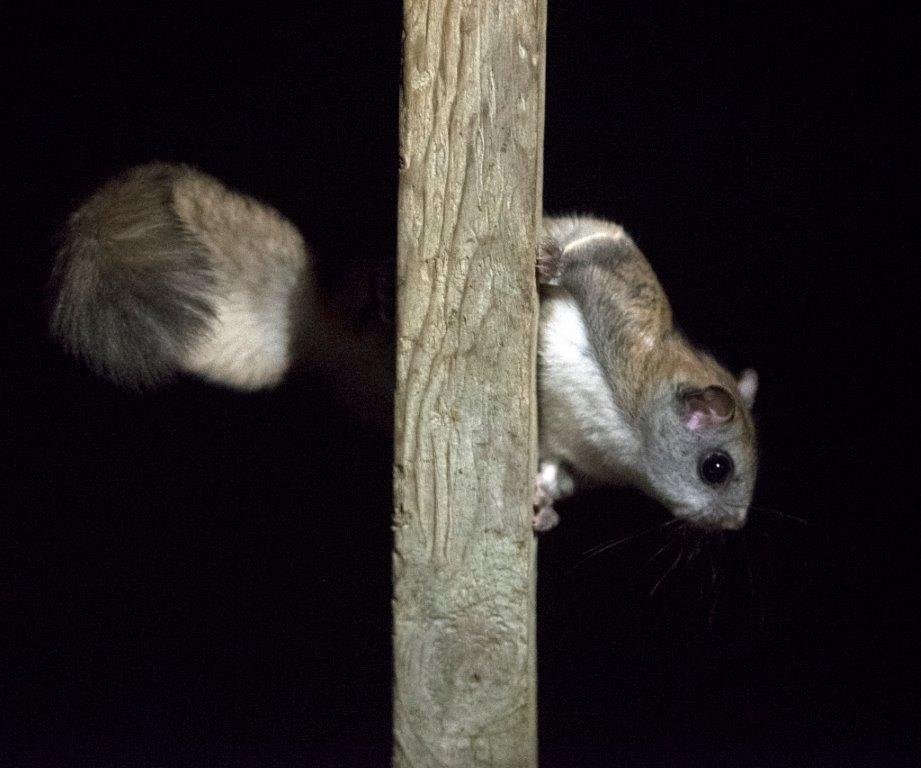 Flying squirrel