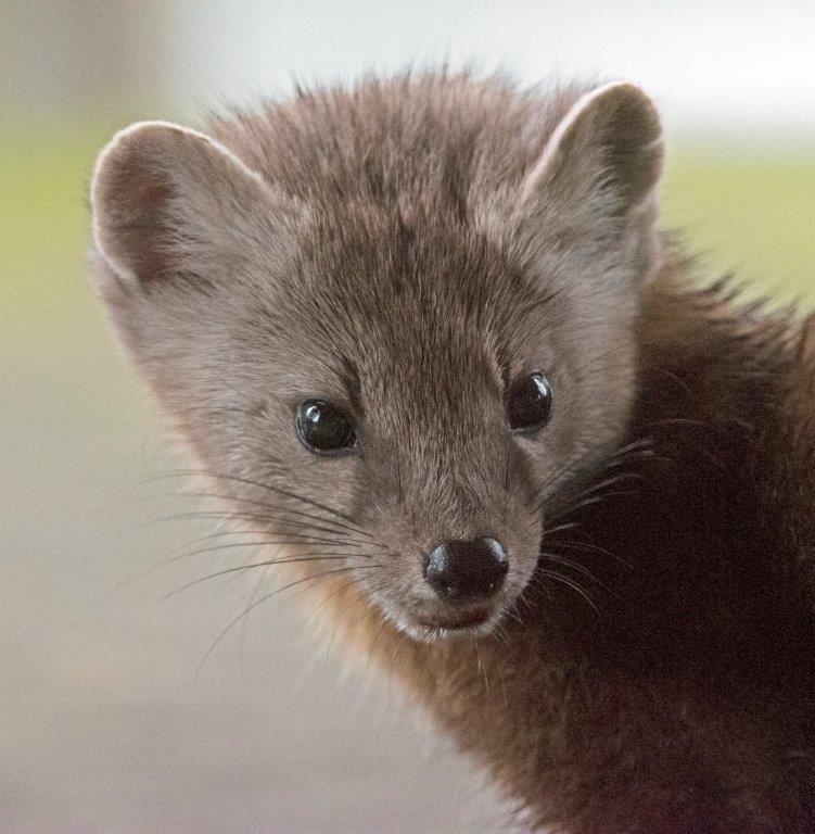 Pretty pine marten female's face