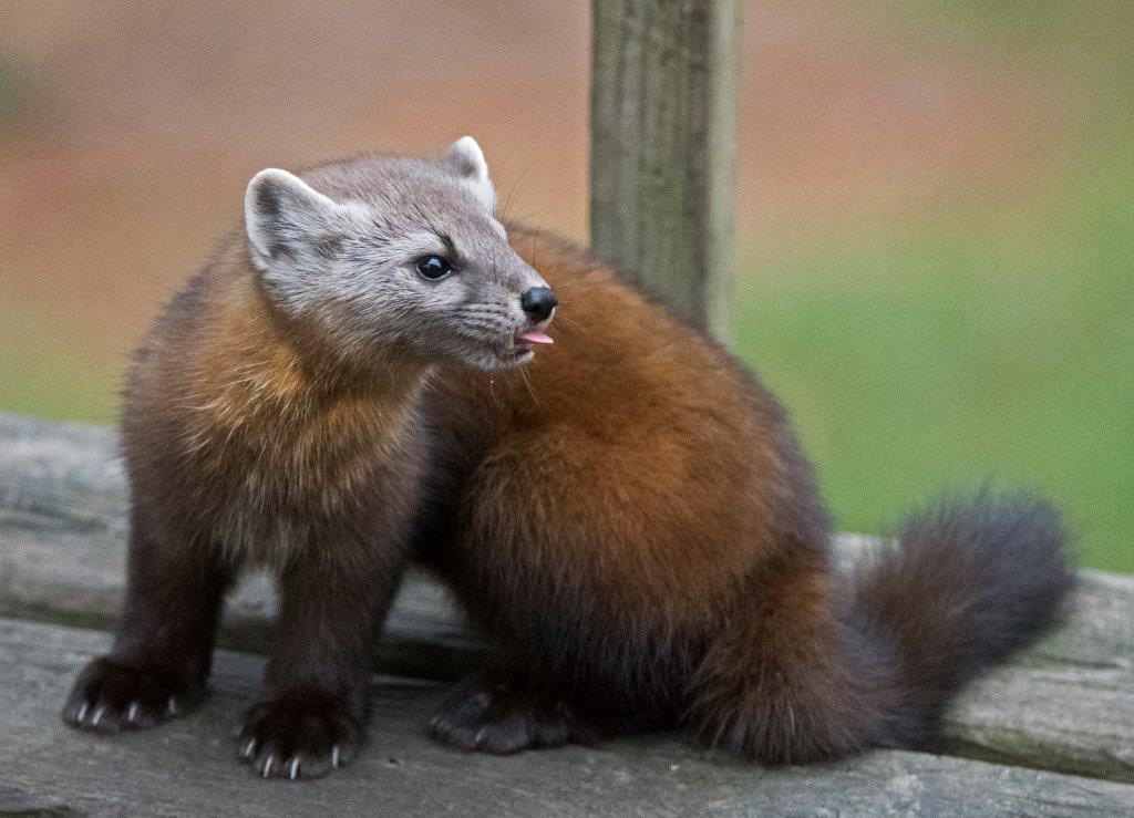 Pine marten showing her delicate tongue