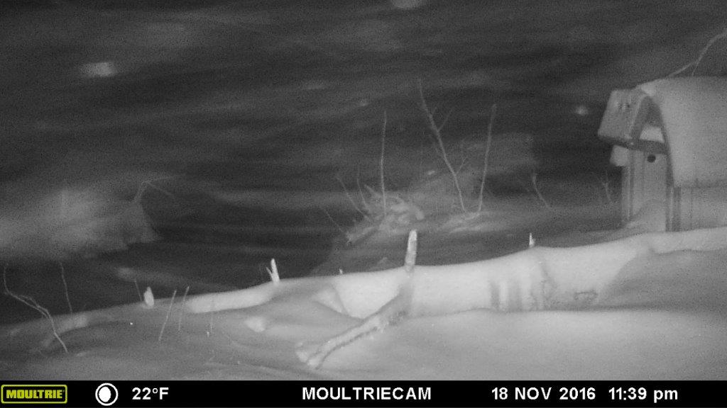 Quill house with blowing snow 11/18/16