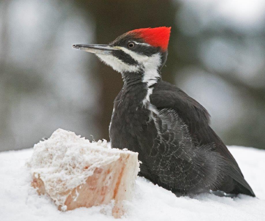 Pileated woodpecker