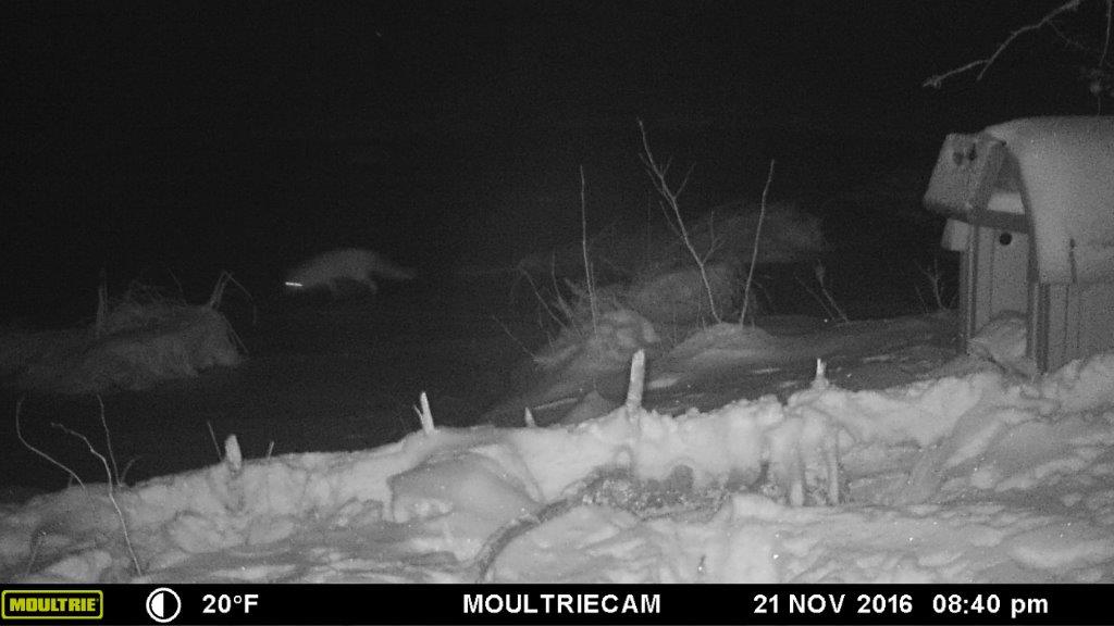 Gray fox by the Quill house