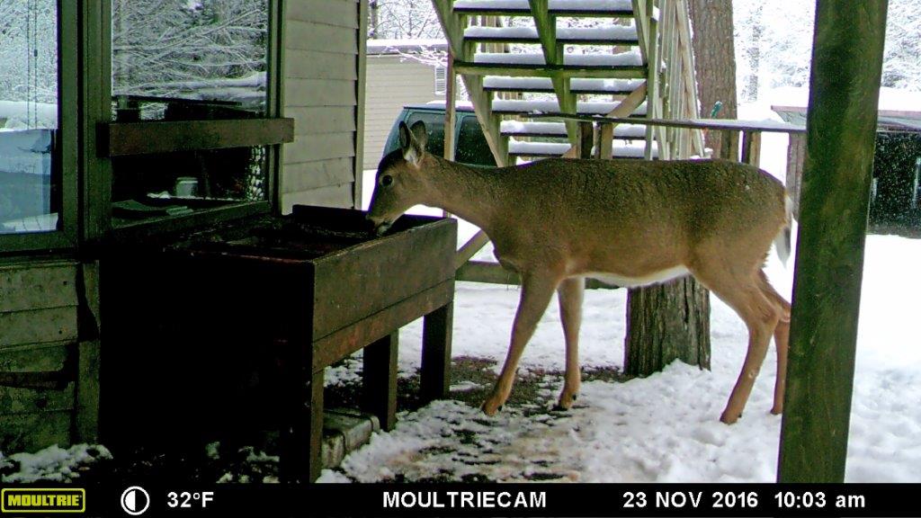 Deer at feeder