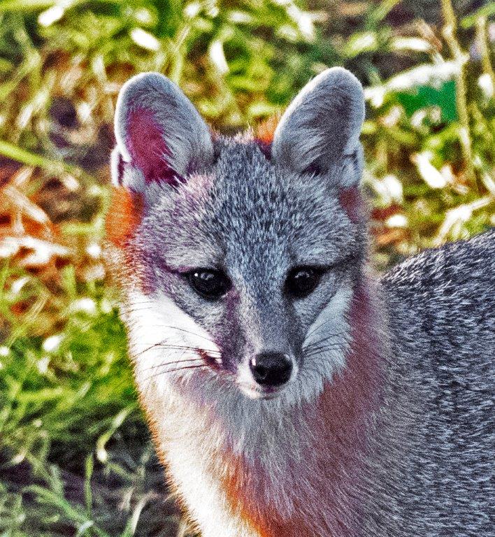 Gray fox