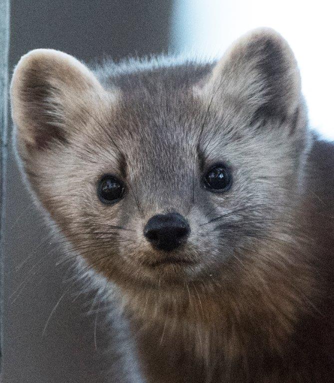 Pine marten