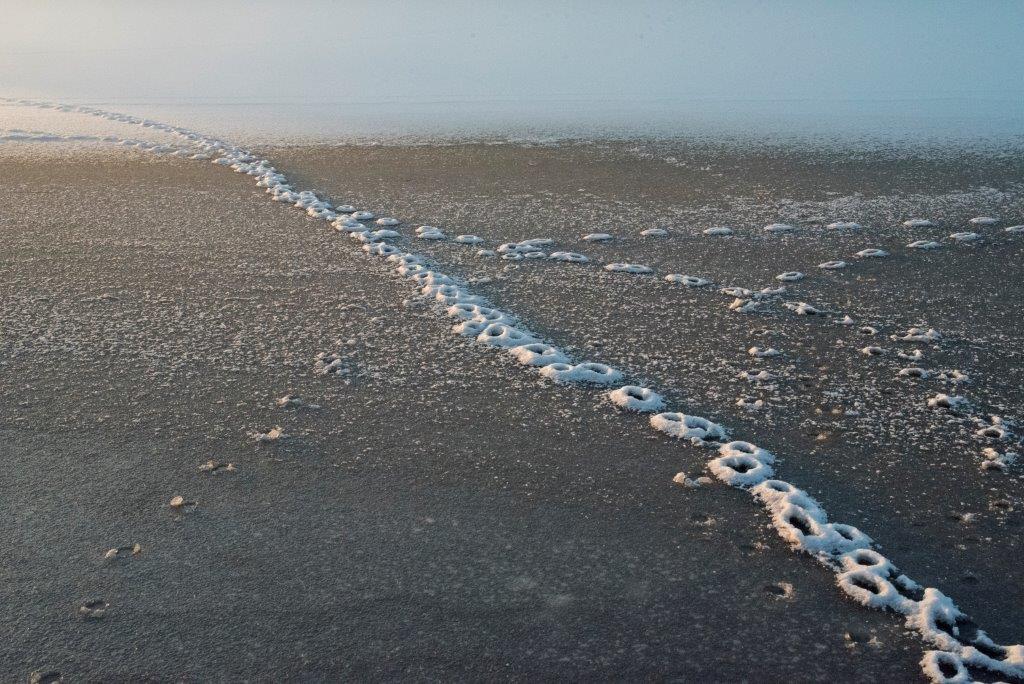 Marten tracks on Woods Lake