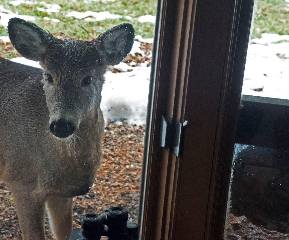 Deer at window