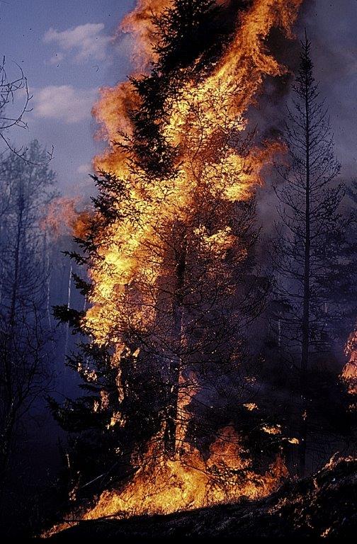 Burning balsam - WRI file photo