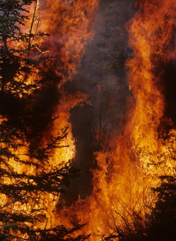 Forest fire - WRI file photo