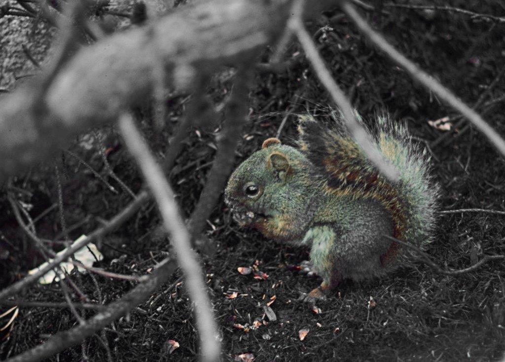 Red squirrel eating jack pine seeds after fire - WRI file photo