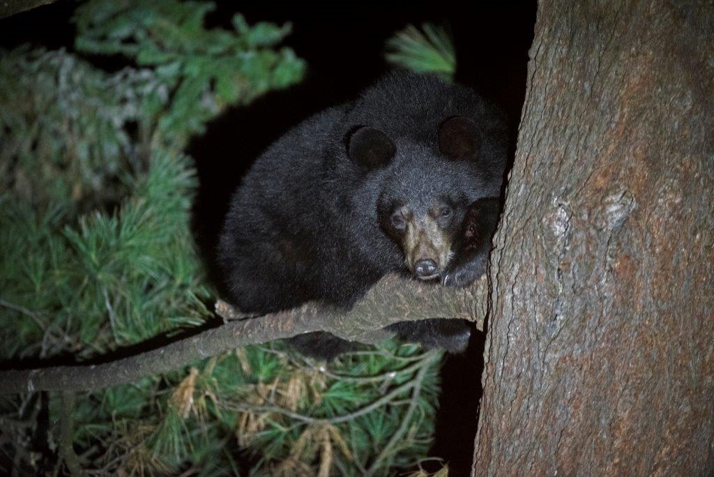 Quill in white pine on 11-17-16