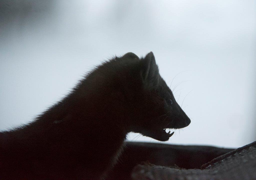 Pine marten female