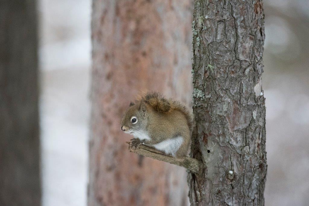 Red squirrel