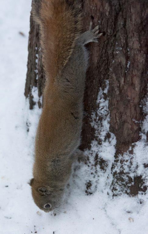 Red squirrel